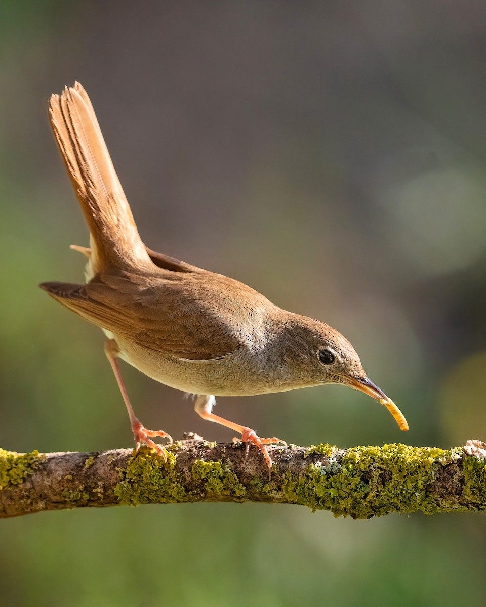 Common Nightingale - ML619577868