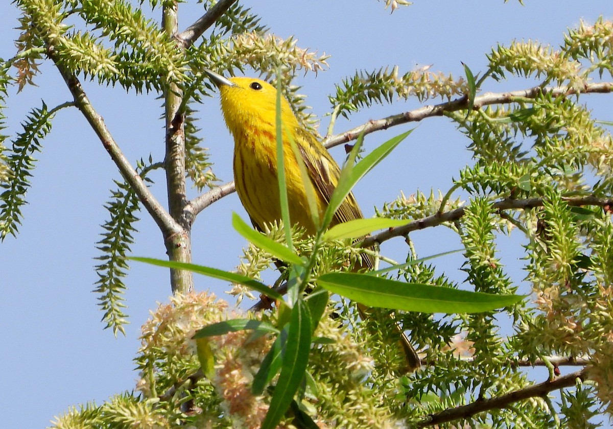 Paruline jaune - ML619577869