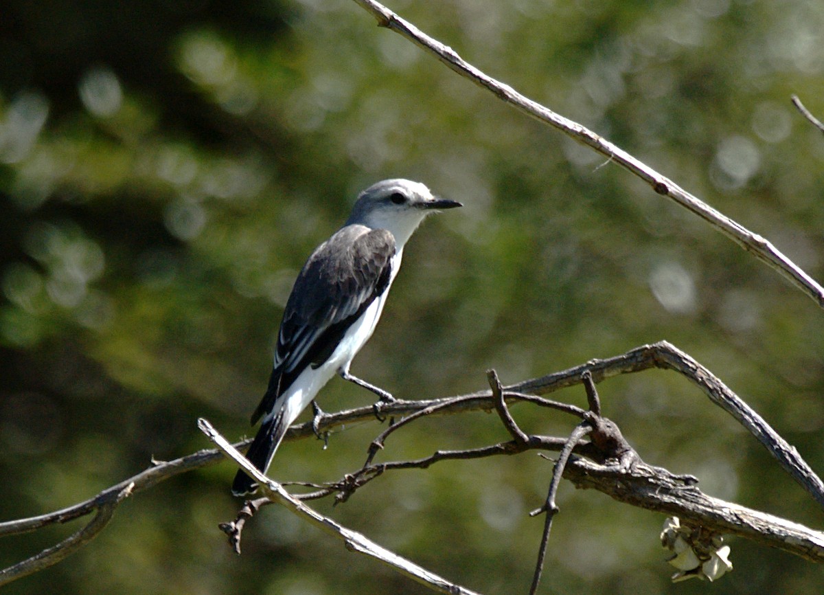 White-rumped Monjita - ML619577887