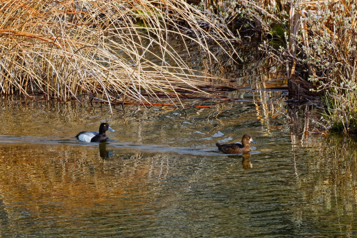 Lesser Scaup - Ruogu Li