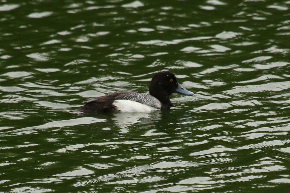 Lesser Scaup - ML619577894