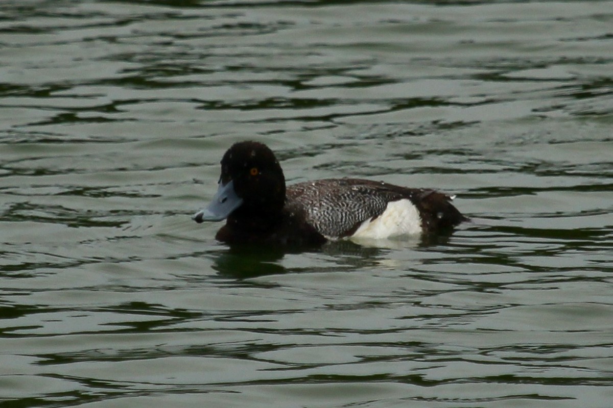 Lesser Scaup - ML619577895