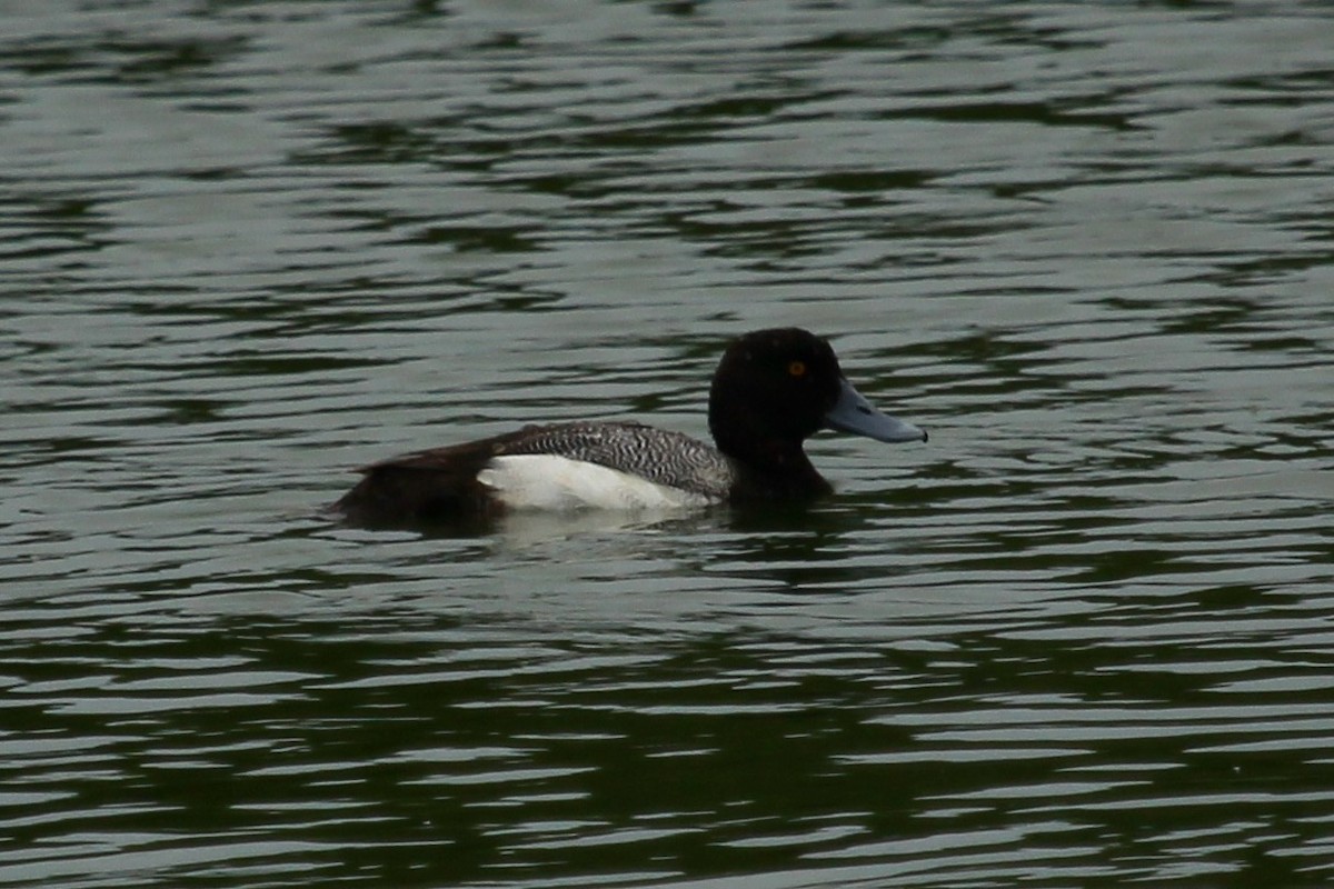 Lesser Scaup - ML619577896