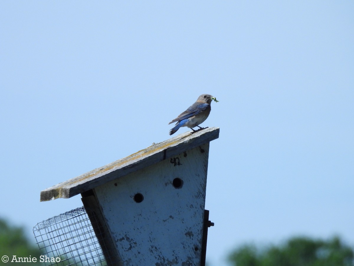 Eastern Bluebird - Annie Shao