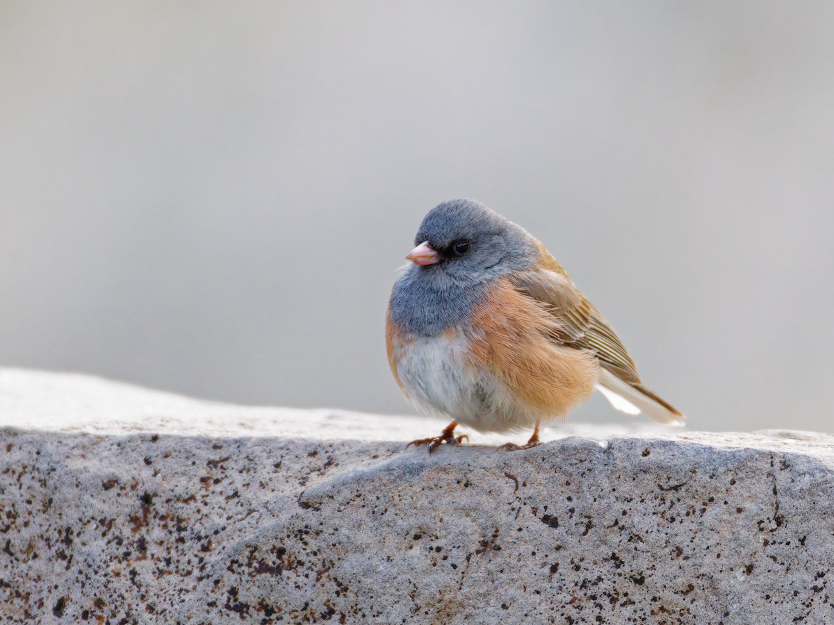 Dark-eyed Junco - Ruogu Li