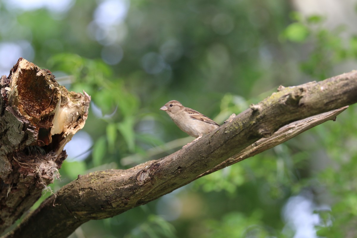 House Sparrow - Susan Szeszol