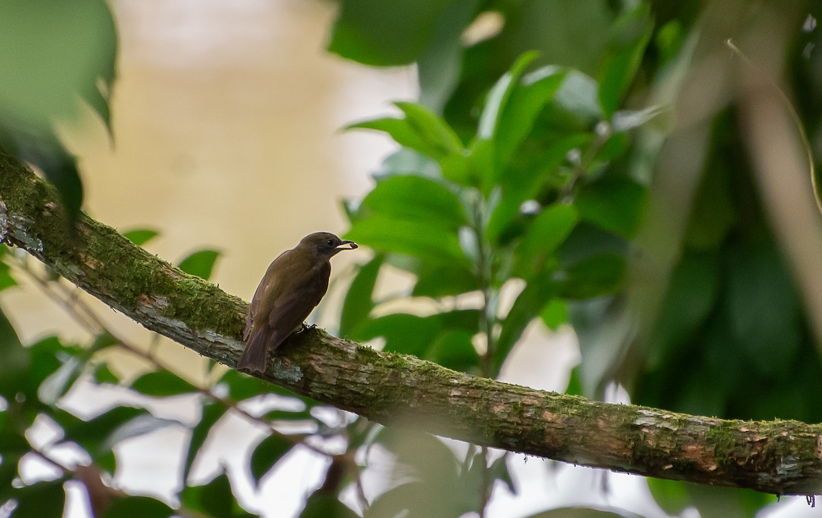 Orange-crowned Manakin - Sally  Palmer