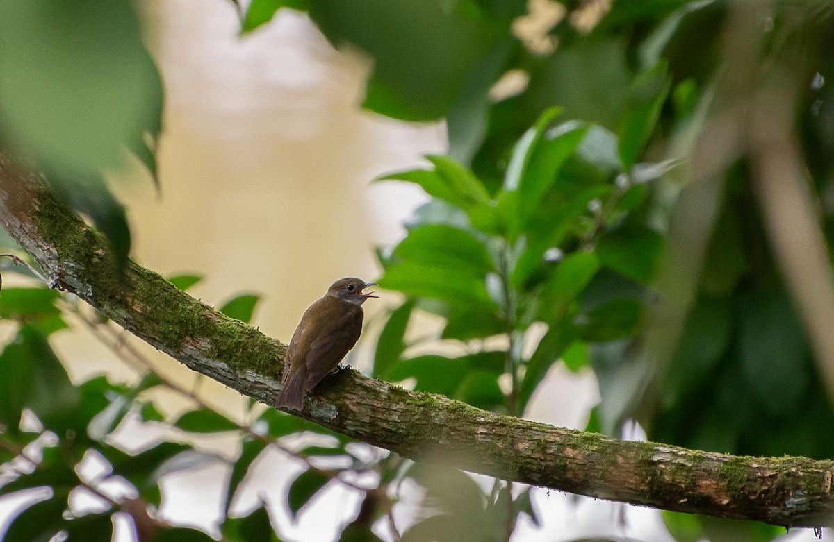 Orange-crowned Manakin - ML619577910