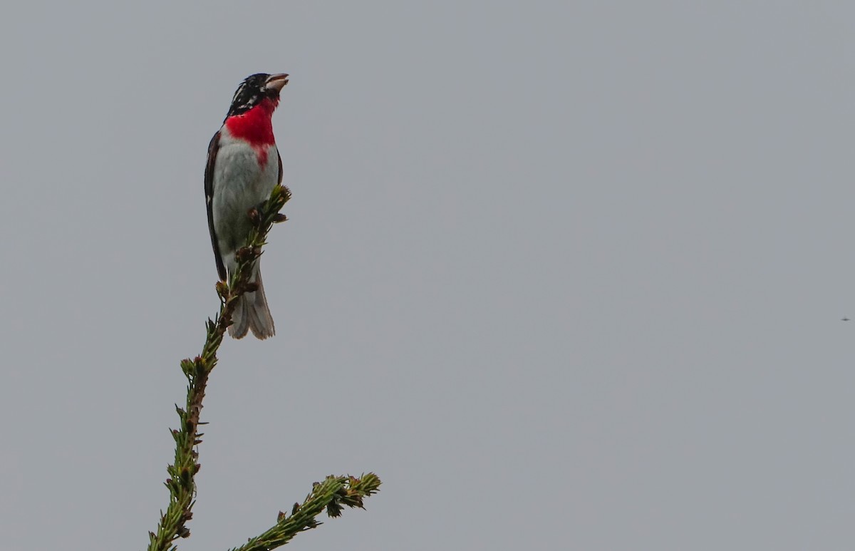 Rose-breasted Grosbeak - Denisette Laf