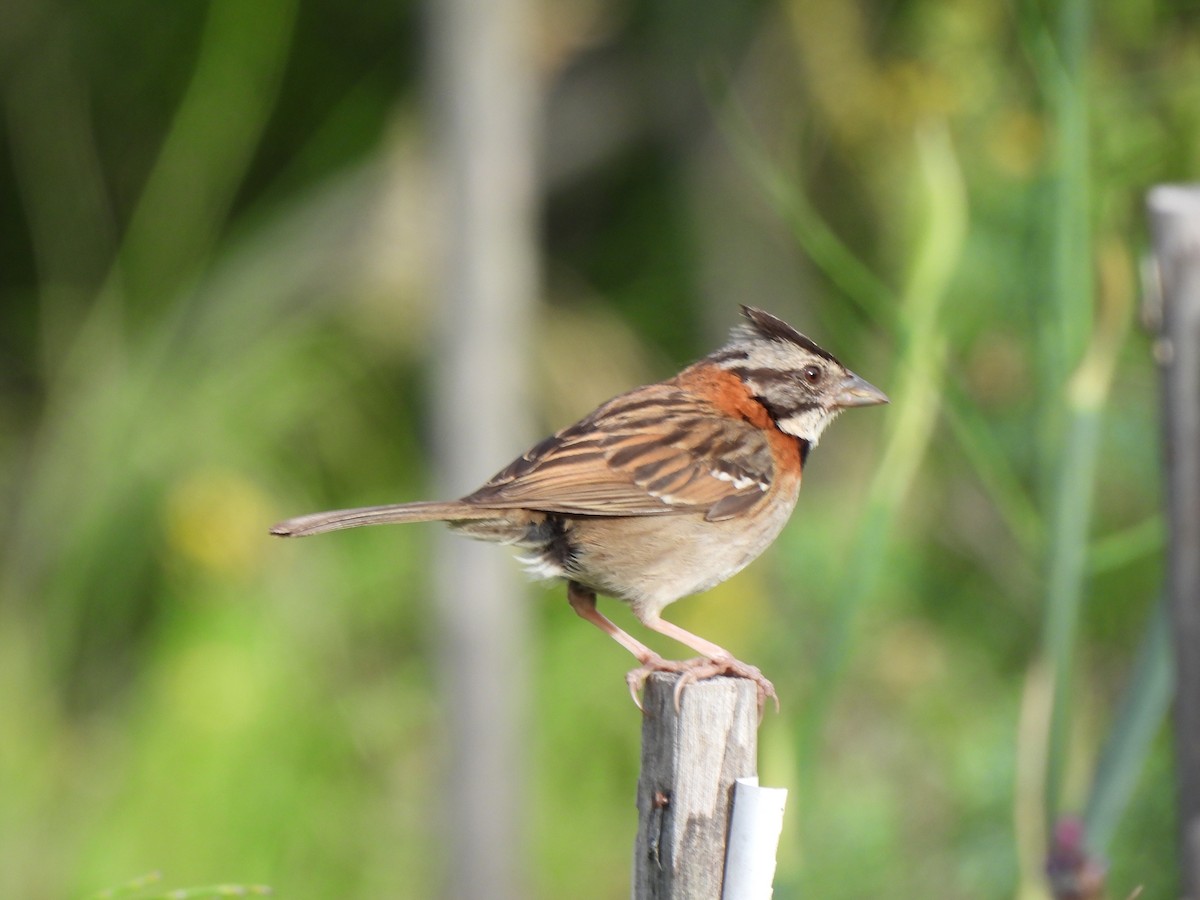 Rufous-collared Sparrow - Wilson Ortega