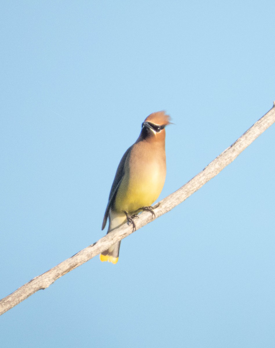 Cedar Waxwing - Amanda Dulworth