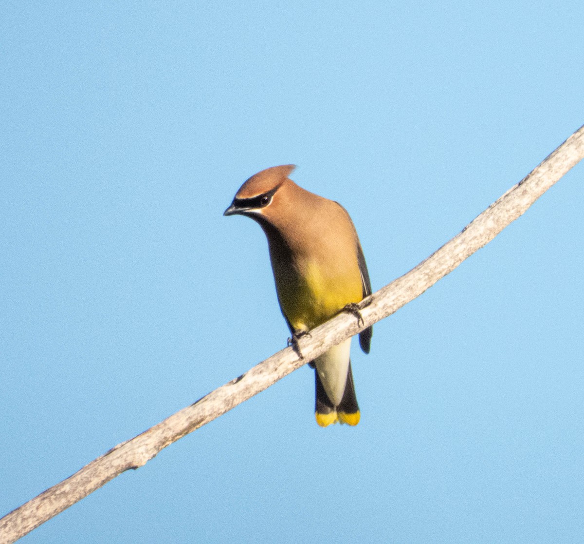 Cedar Waxwing - Amanda Dulworth