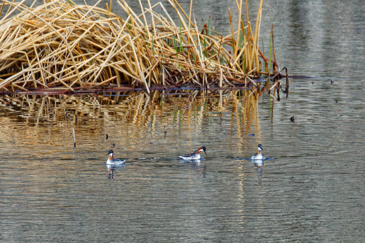 Red-necked Phalarope - ML619577920