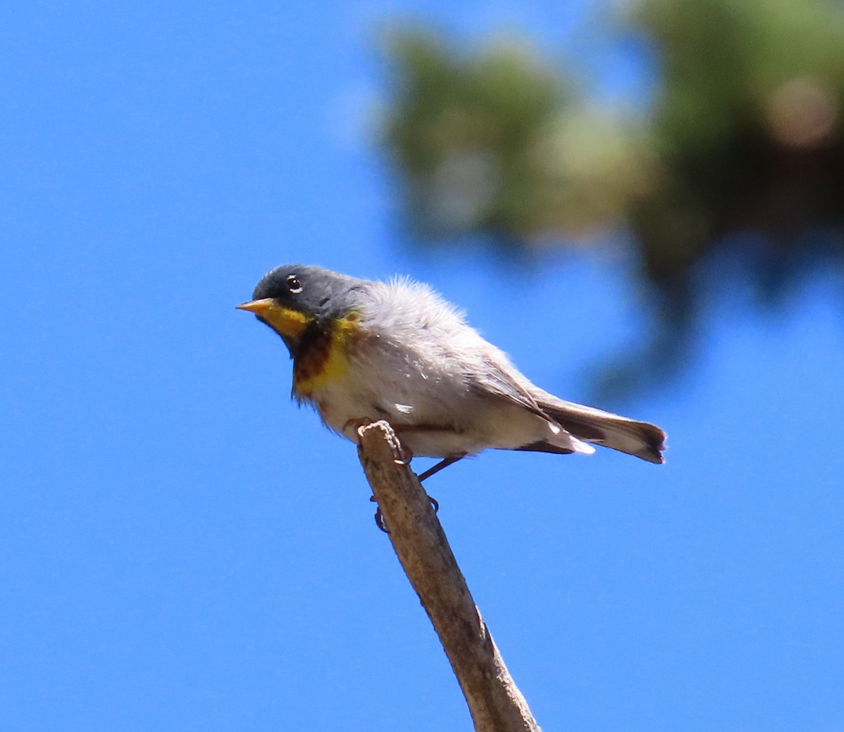 Northern Parula - Anonymous