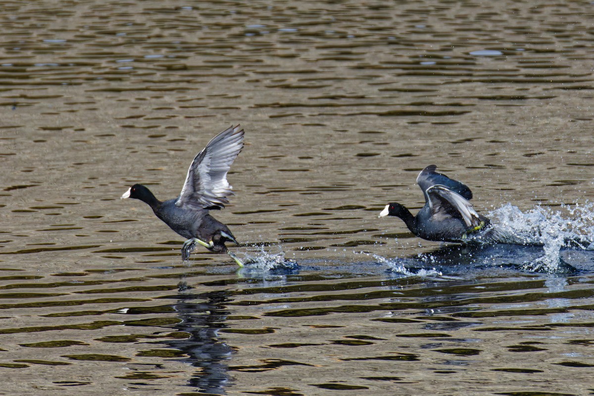 American Coot - Ruogu Li