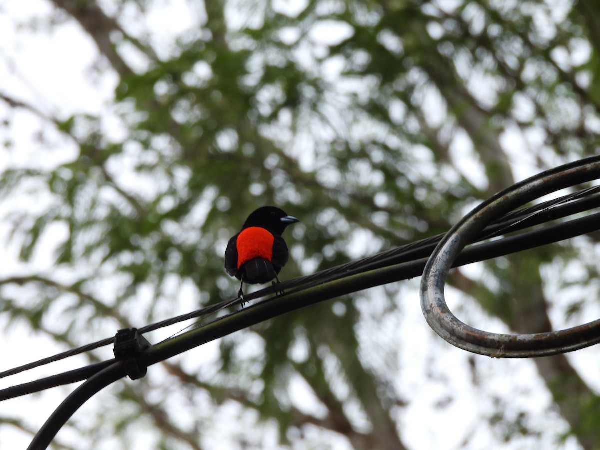 Scarlet-rumped Tanager (Cherrie's) - Susan Thome-Barrett