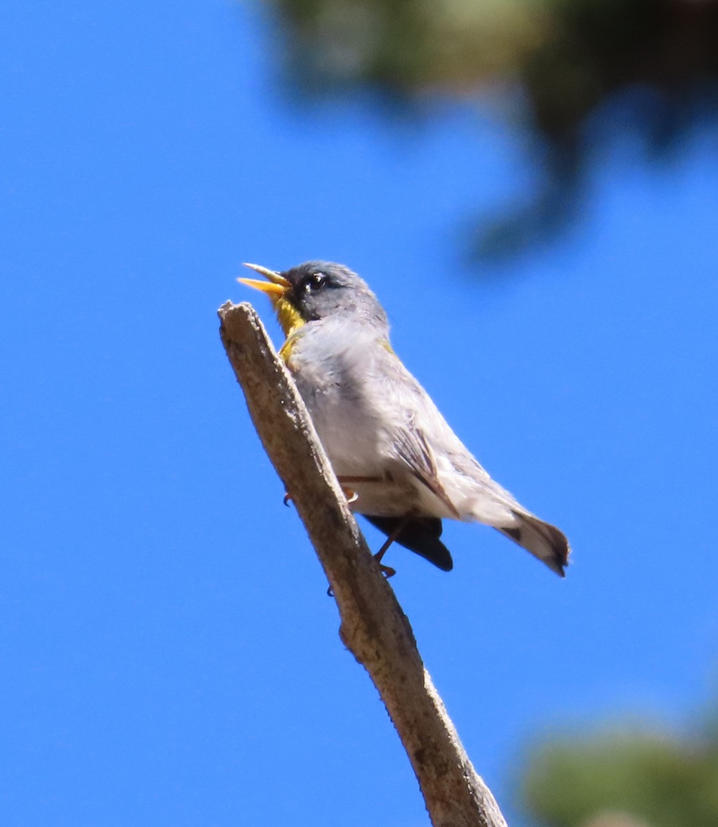 Northern Parula - Anonymous