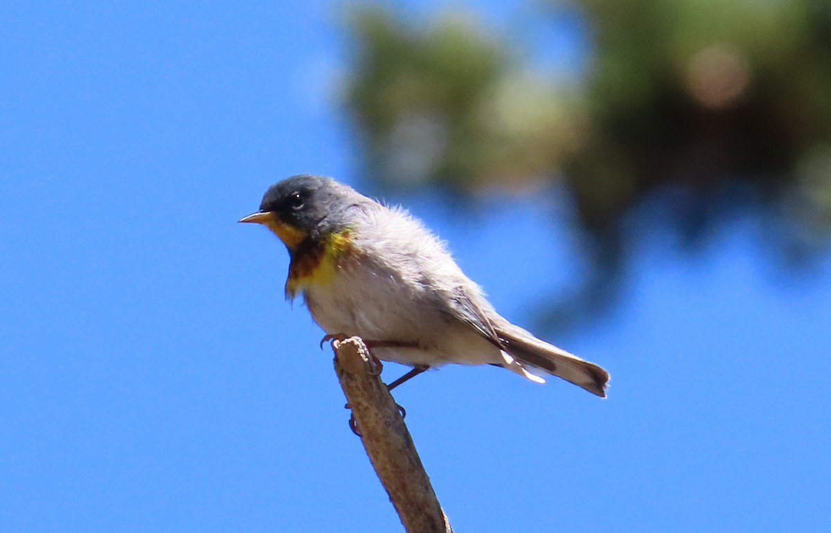 Northern Parula - Anonymous