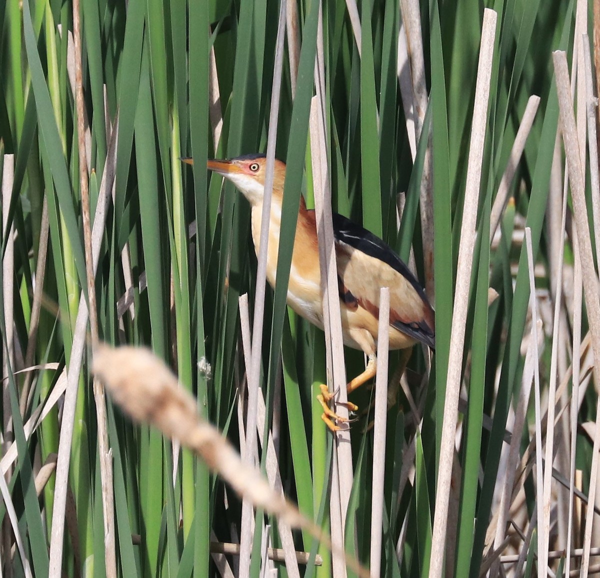 Least Bittern - Lynda Noel