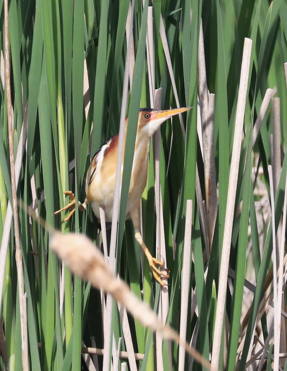 Least Bittern - Lynda Noel