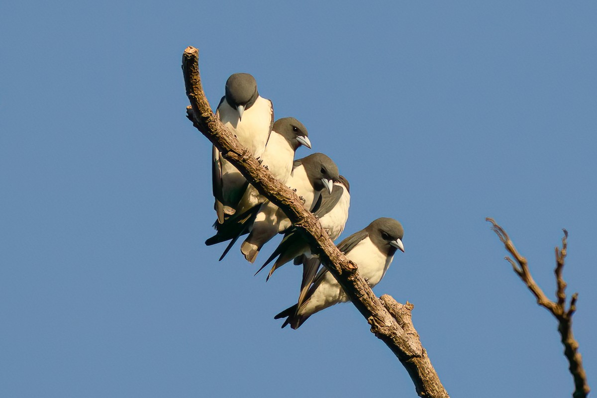 White-breasted Woodswallow - Alan Wilkinson