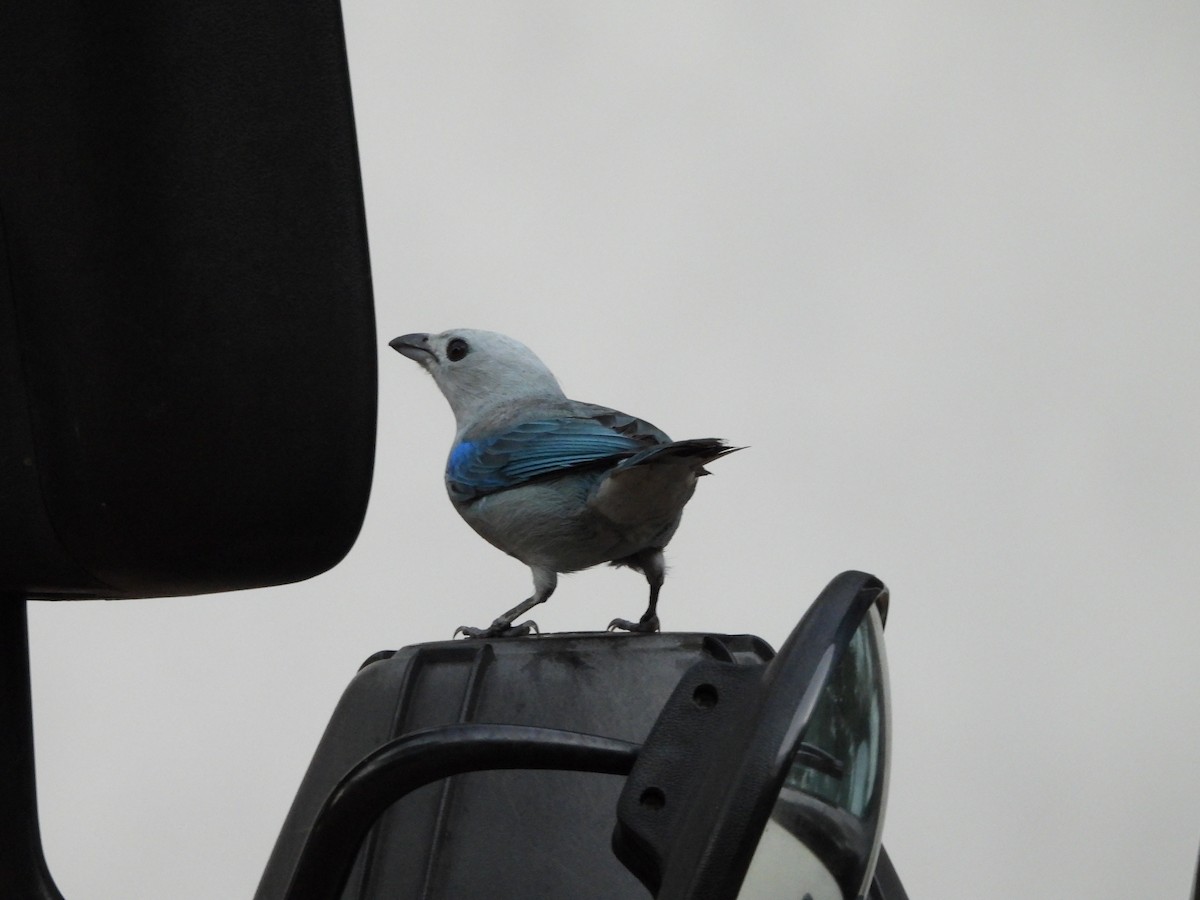 Blue-gray Tanager - Susan Thome-Barrett