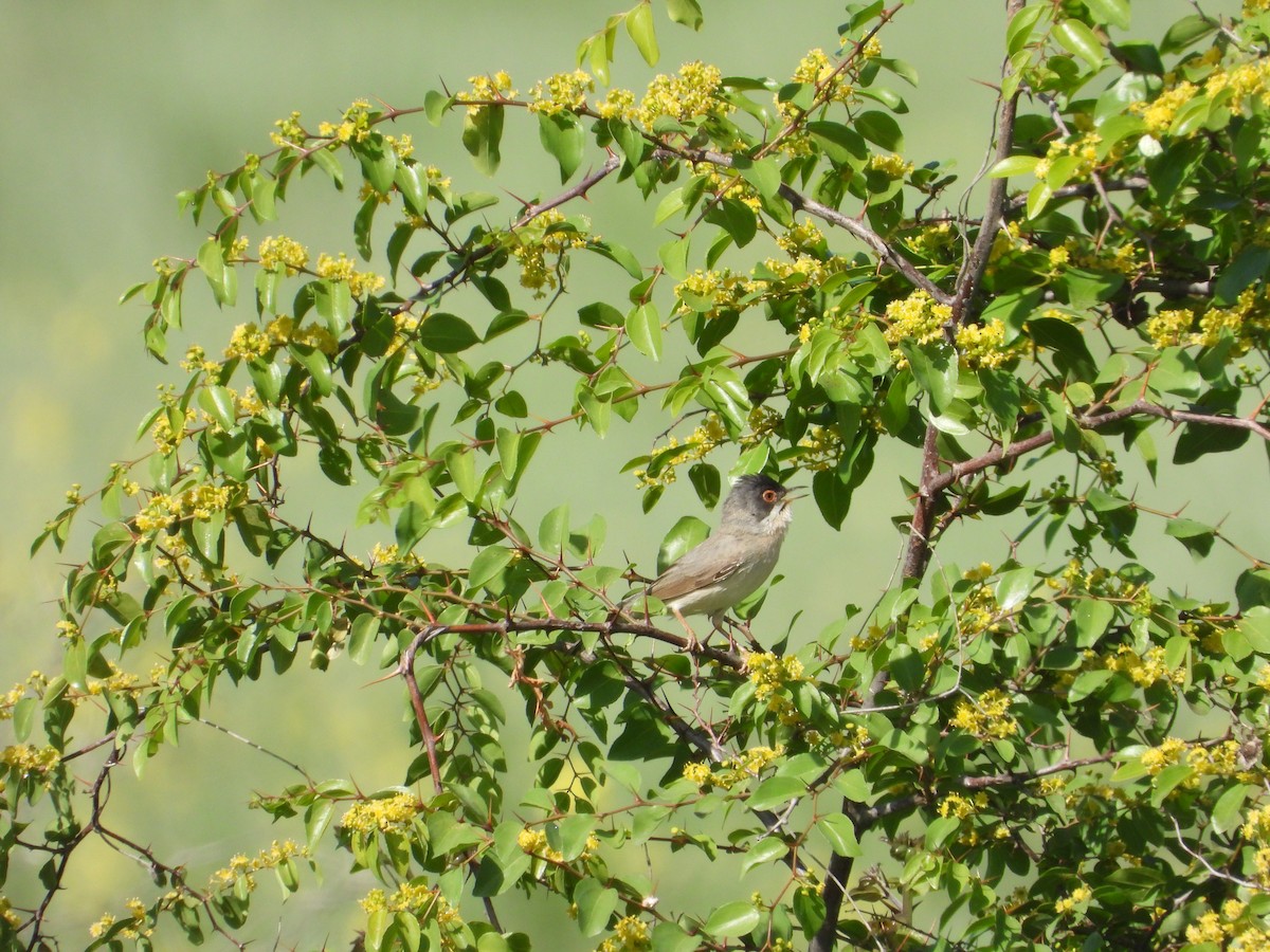 Menetries's Warbler - ML619577952