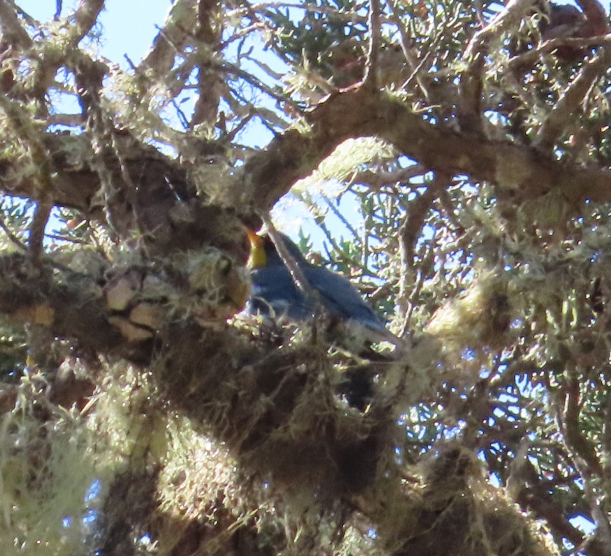 Northern Parula - Anonymous