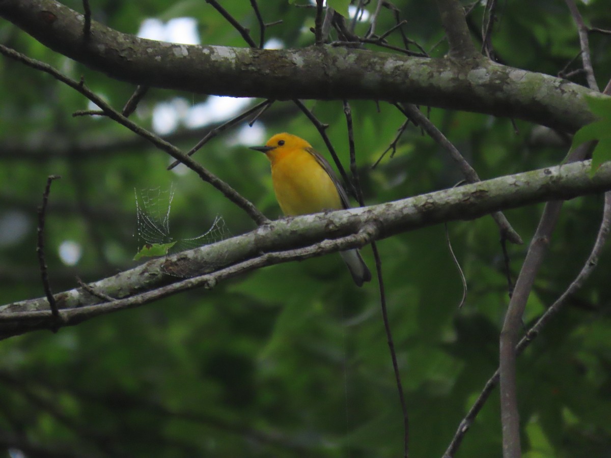 Prothonotary Warbler - Michael  Moss