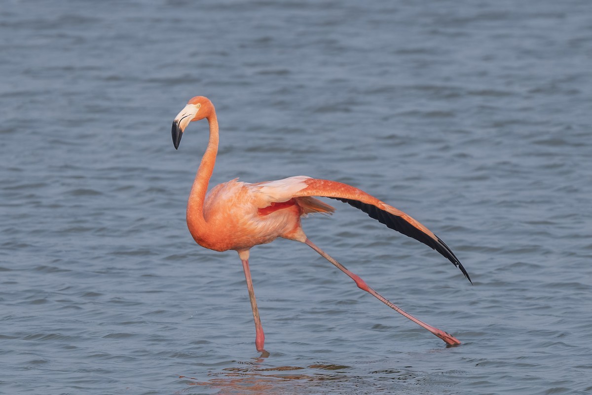 American Flamingo - Mike Stewart