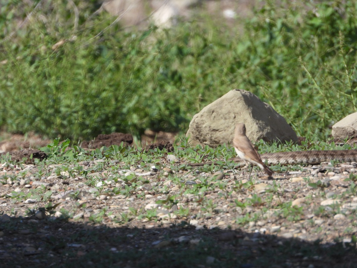 Isabelline Wheatear - ML619577967