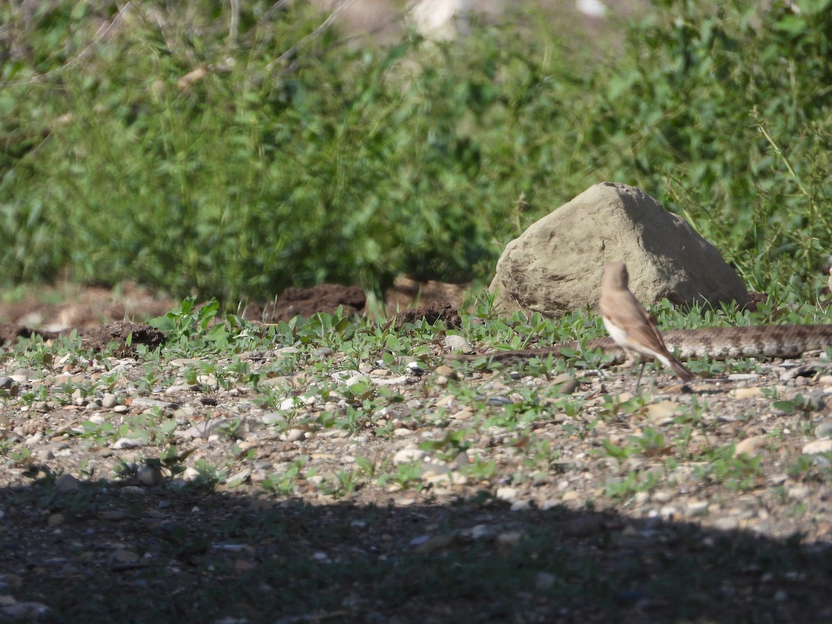 Isabelline Wheatear - ML619577968