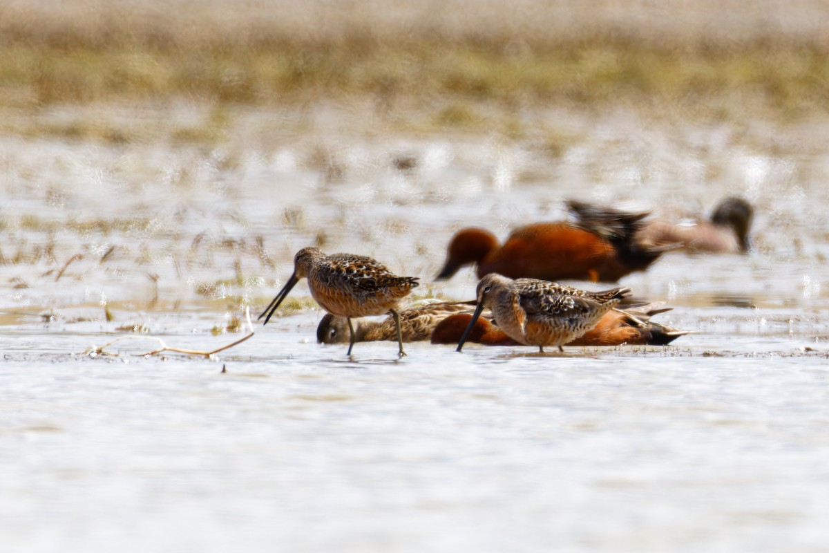 Long-billed Dowitcher - Ruogu Li