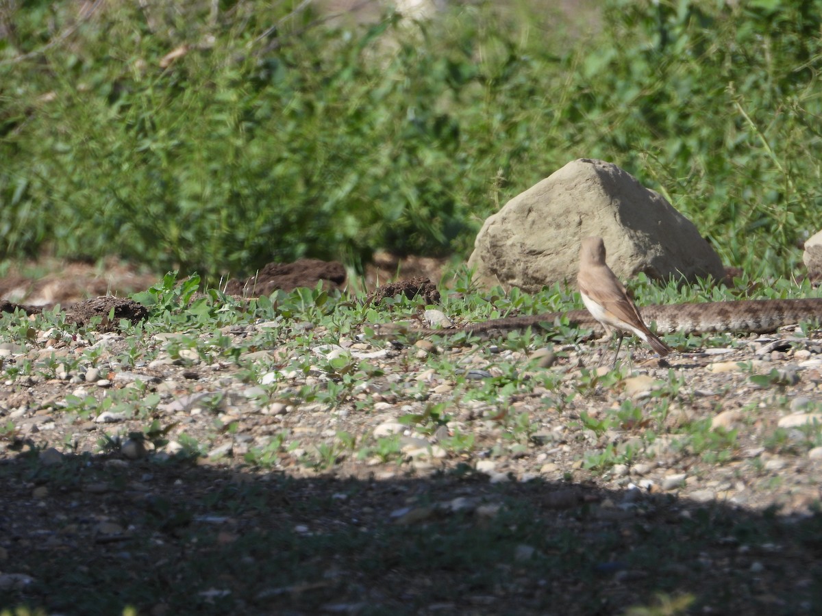 Isabelline Wheatear - ML619577971