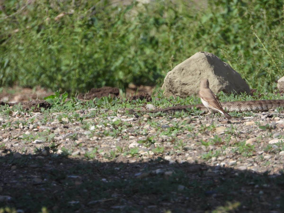 Isabelline Wheatear - ML619577972