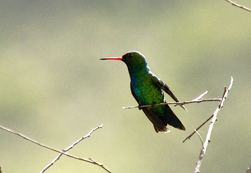 Glittering-bellied Emerald - Patrícia Hanate