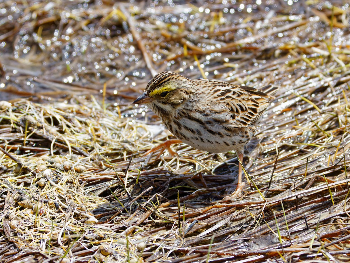 Savannah Sparrow - Ruogu Li