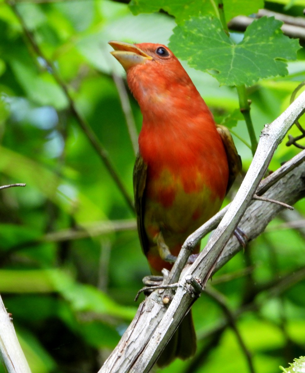 Summer Tanager - Ron Furnish