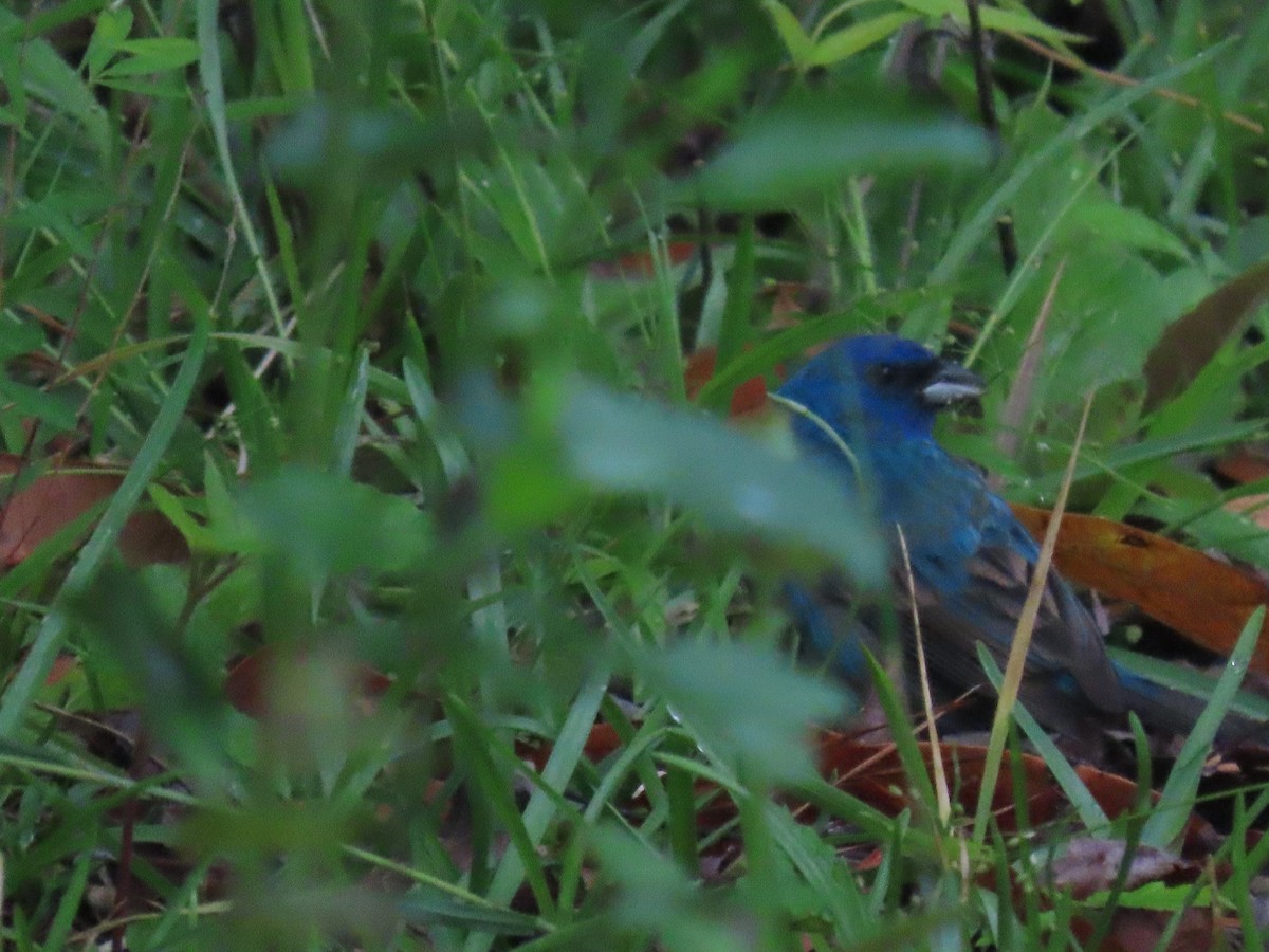 Indigo Bunting - Michael  Moss