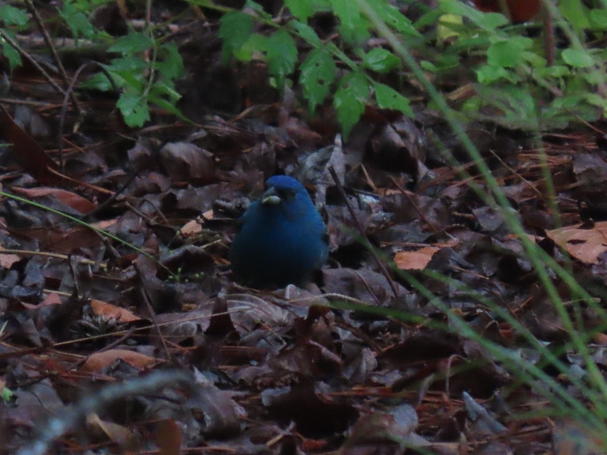 Indigo Bunting - Michael  Moss