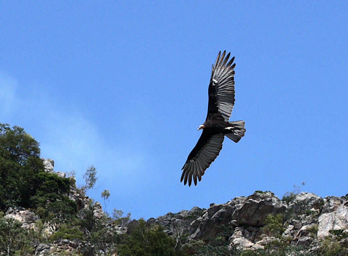 Lesser Yellow-headed Vulture - Patrícia Hanate