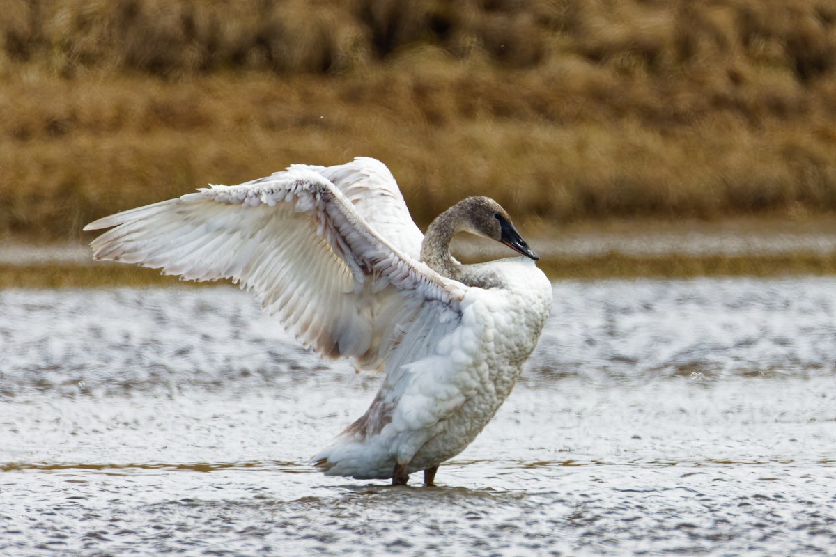 Trumpeter Swan - Ruogu Li