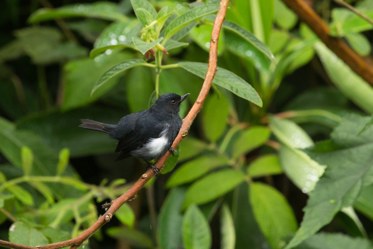 White-sided Flowerpiercer - Brian Healy