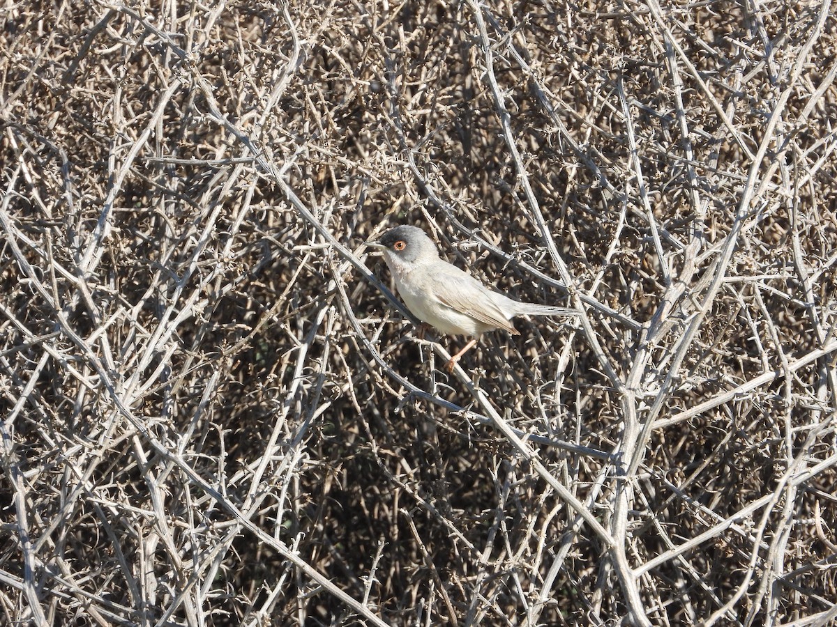 Menetries's Warbler - Josip Turkalj