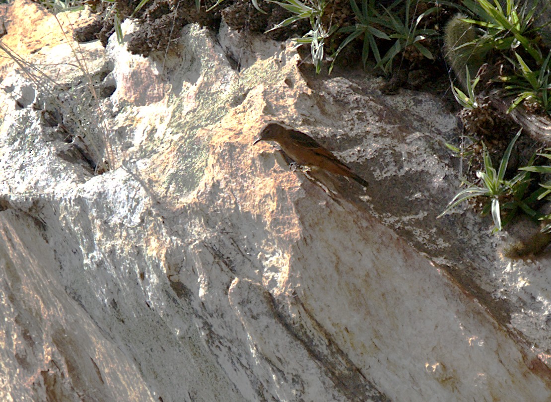 Cliff Flycatcher - Patrícia Hanate