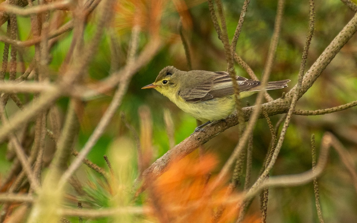 Icterine Warbler - Theo de Clermont