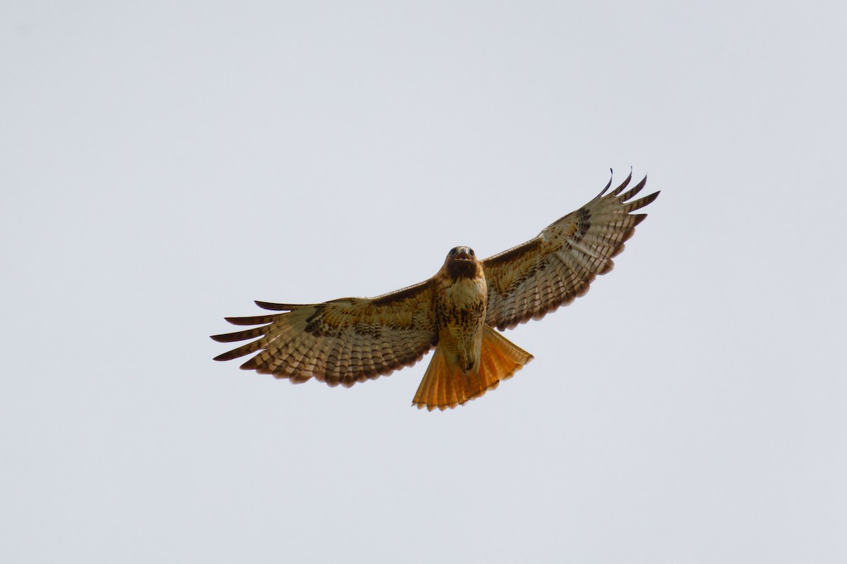 Red-tailed Hawk - Ruogu Li