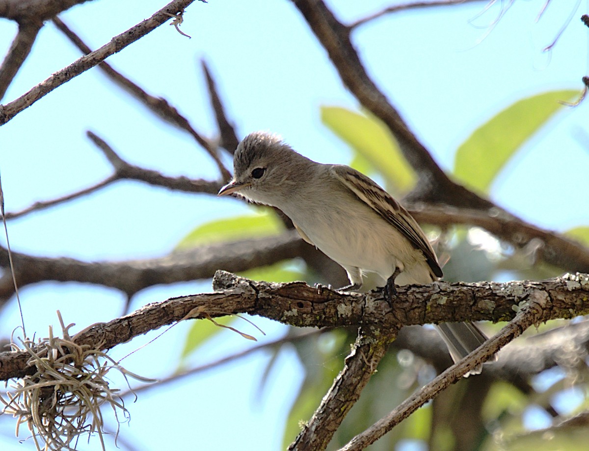 Southern Beardless-Tyrannulet - Patrícia Hanate