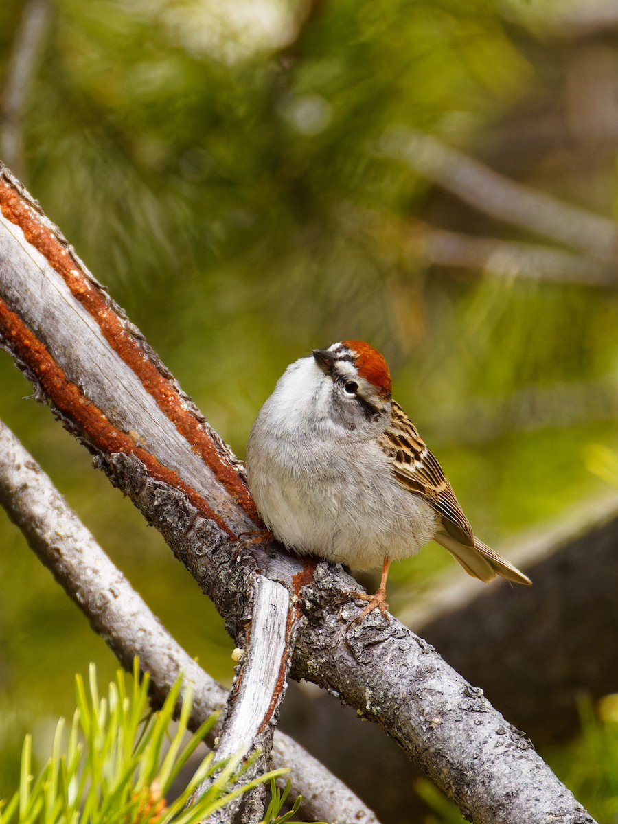 Chipping Sparrow - Ruogu Li