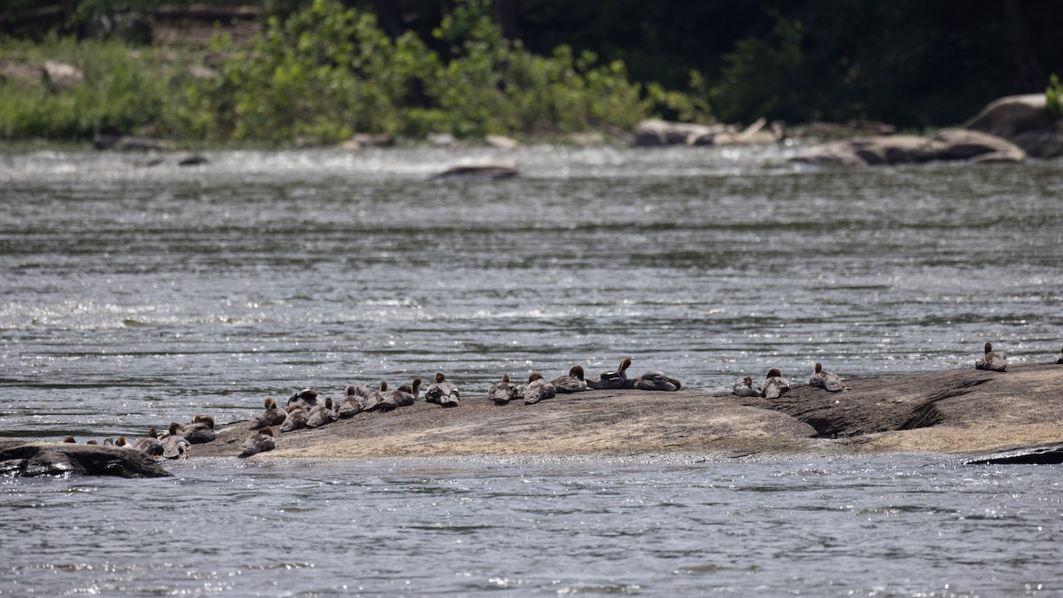 Common Merganser - ML619578015